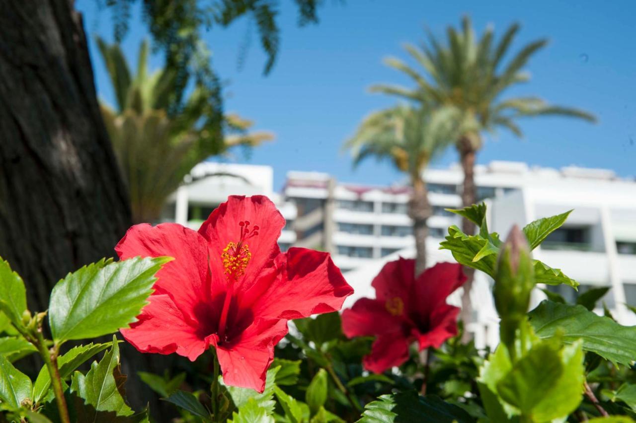 Apartamento Optimist Deluxe Playa de las Américas Exterior foto